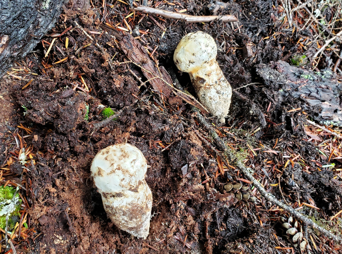 Fresh Pine Mushroom "Matsutake", Grade 1 Canadian FunGuy