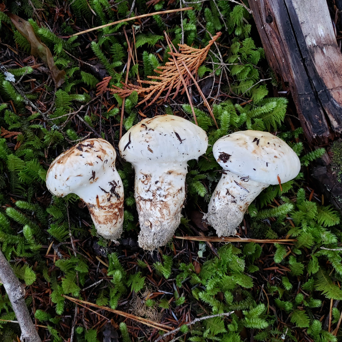 Fresh Pine Mushroom "Matsutake", Grade 1 Canadian FunGuy
