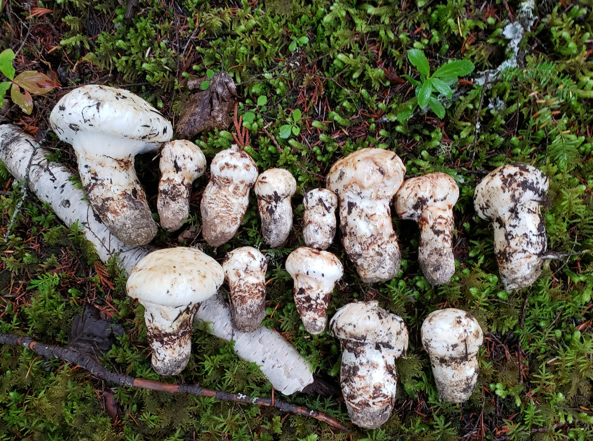 Dried Pine Mushroom "Matsutake", (Sliced) Canadian FunGuy