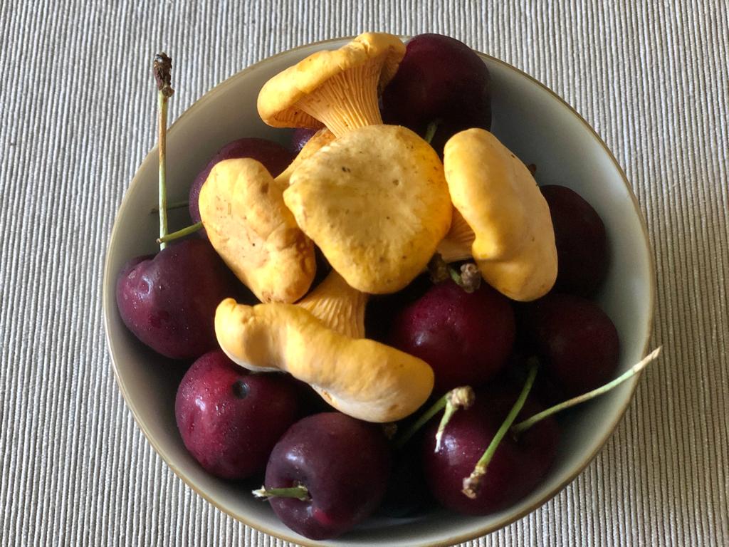 Fresh Golden Chanterelle Mushrooms (Sask) Canadian FunGuy