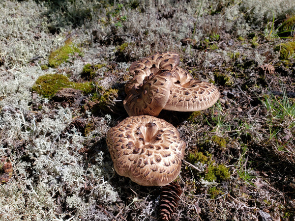 Canadian wild mushrooms