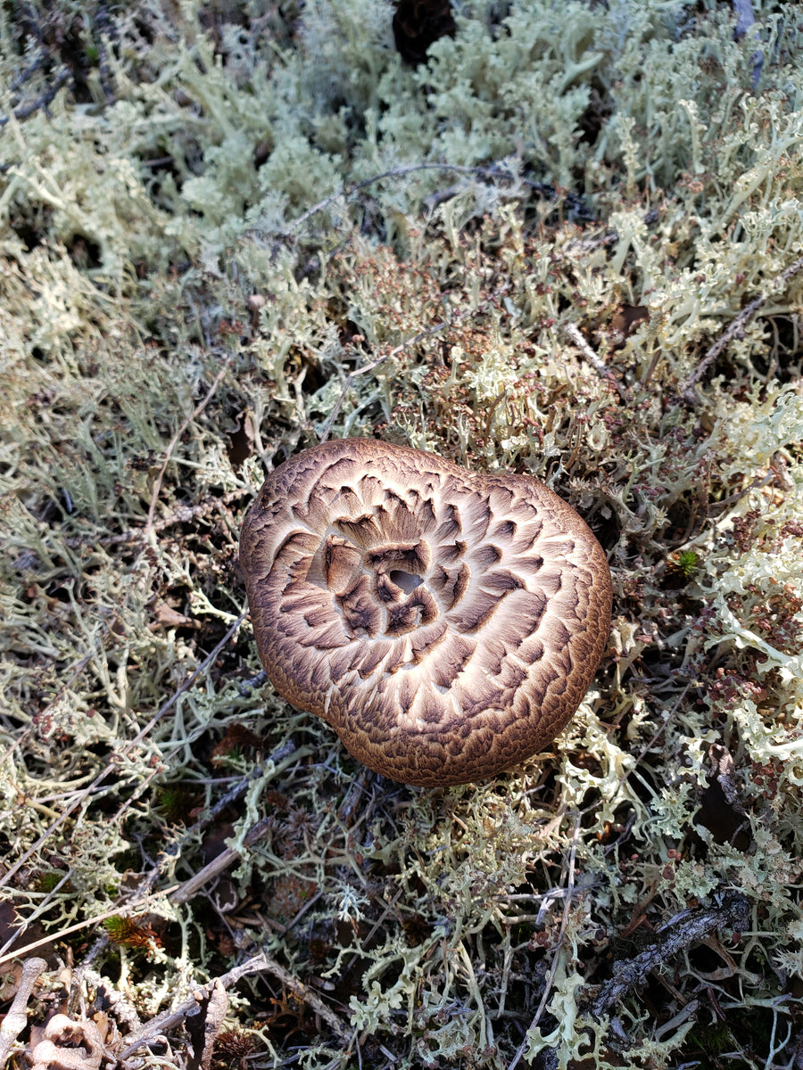 Dried Hawks Wing Mushroom Grade A Full Cap Canadian Funguy