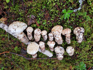 Fresh Pine Mushroom "Matsutake", Grade #2 and #3