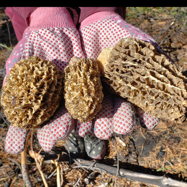 2023 Morel Foraging and Culinary Course (South Kootenays)