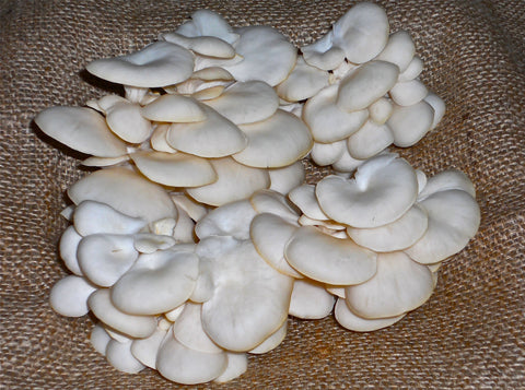 Fresh Organic Elm Oyster Mushrooms