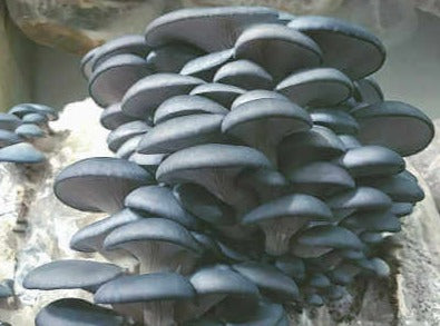 Fresh Organic Blue Oyster Mushrooms