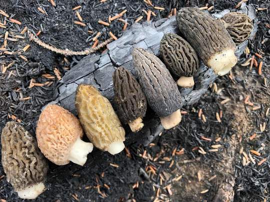 beautiful morel collection