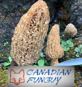 2024 Morel Foraging and Culinary Course (East Kootenays)