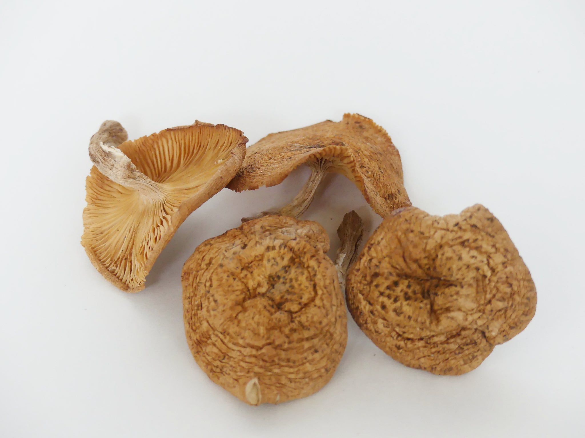 Dried Honey Mushrooms, Full Cap